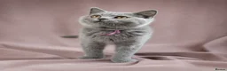 British Shorthair cats for sale: 2 confident vocal playful boys left one very big  - Advert 32