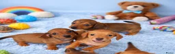 Miniature Dachshund dogs for sale: Miniature dachshund puppies 🐶 READY NOW - Advert 23