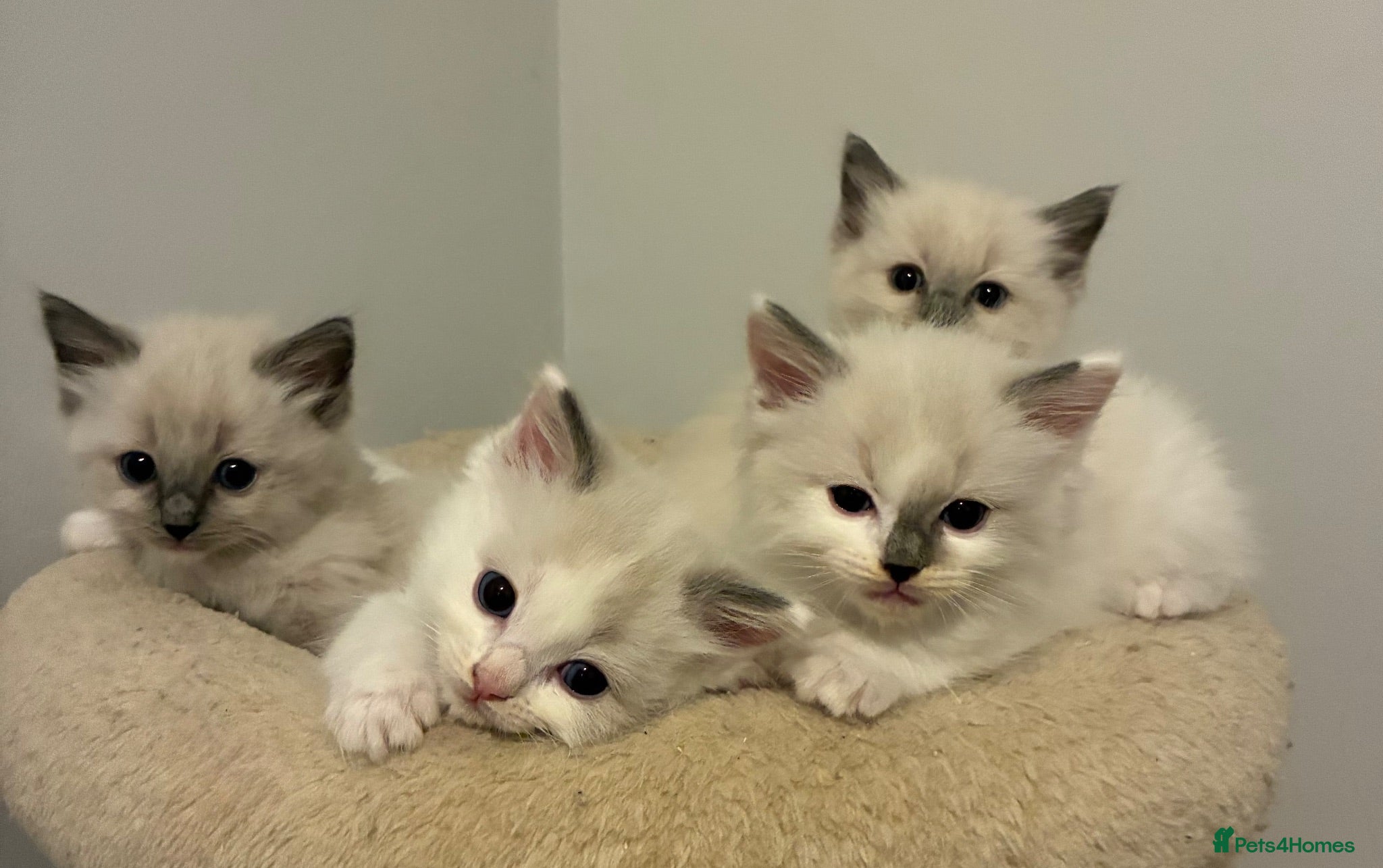 Ragdoll cats GCCF REGISTERED DNA TESTED PARENTS - Advert 1