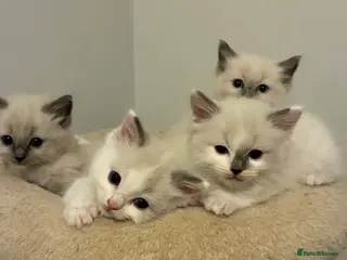 Ragdoll cats GCCF REGISTERED DNA TESTED PARENTS - Advert 1