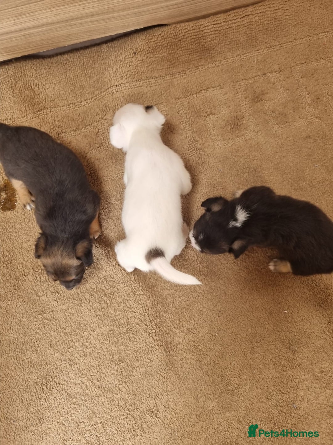 Mixed Breed dogs for sale: Jackapoo  - Image 2
