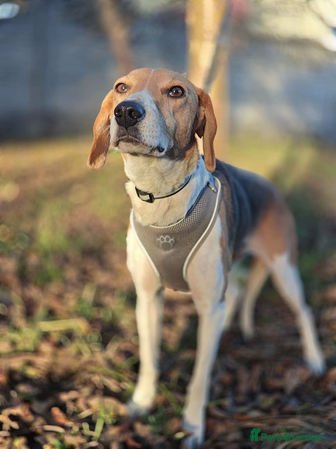 Mixed Breed dogs for adoption: ❤️Radna-affectionate 2 year old Estonian Hound❤️ - Advert 6