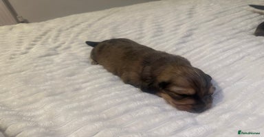 Dachshund dogs - Advert 2
