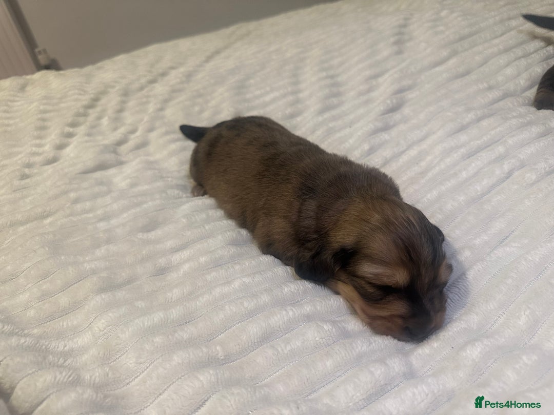Dachshund dogs for sale:  KC Registered mini long hair Dachshund Puppies  - Image 3
