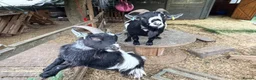 Goats livestock for sale: Two Pygmy Wethers in Cannock - Advert 1