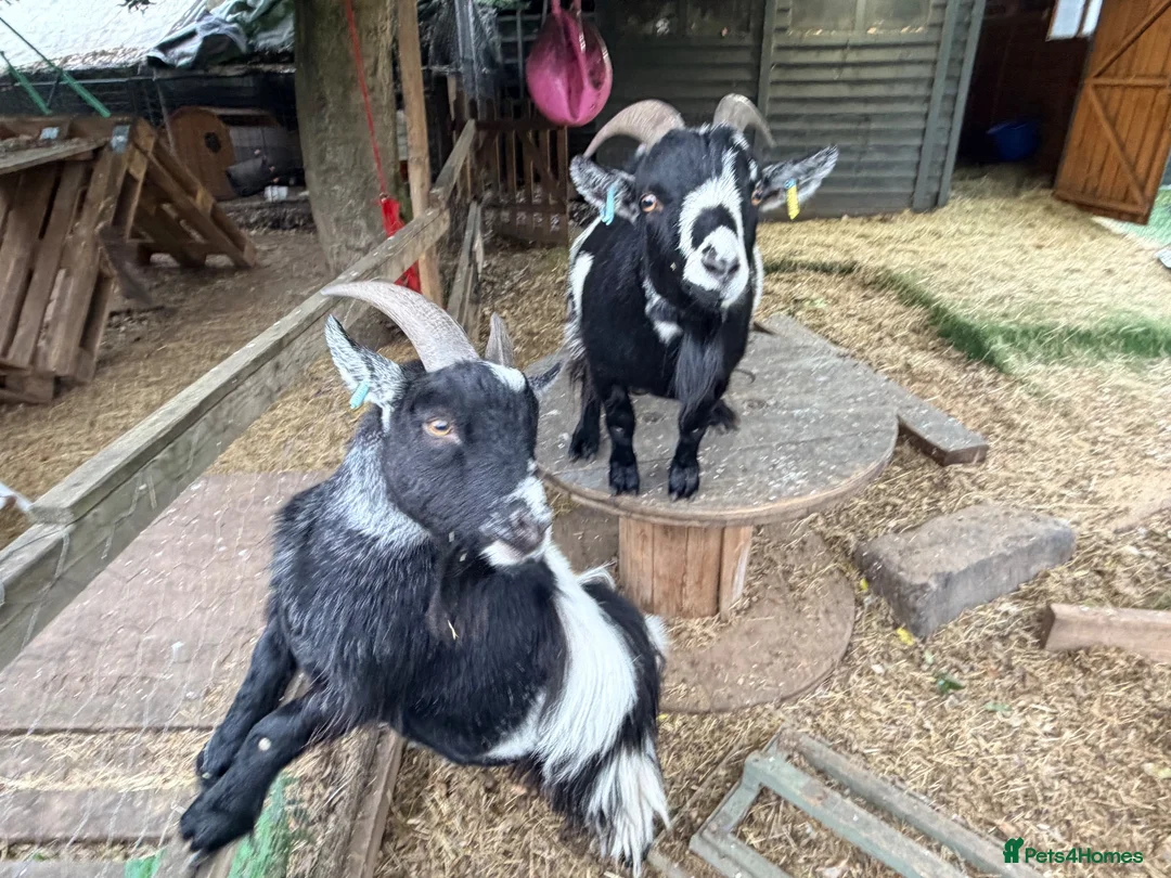 Goats livestock for sale: Two Pygmy Wethers in Cannock - Advert 1