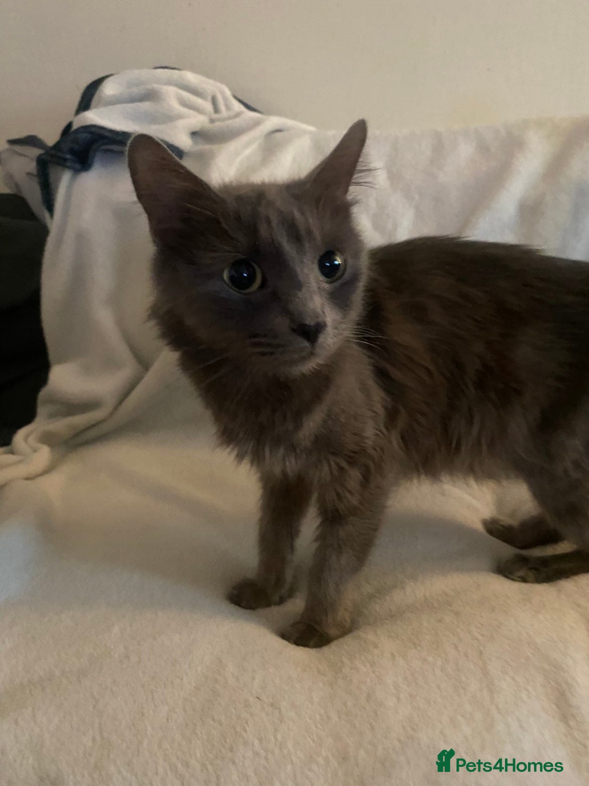 Mixed Breed cats 5 amazing kittens - Advert 1