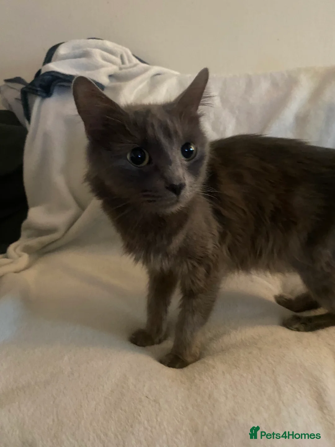 Mixed Breed cats for sale: 5 amazing kittens in Hayes - Advert 1