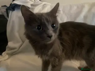 Mixed Breed cats 5 amazing kittens - Advert 4