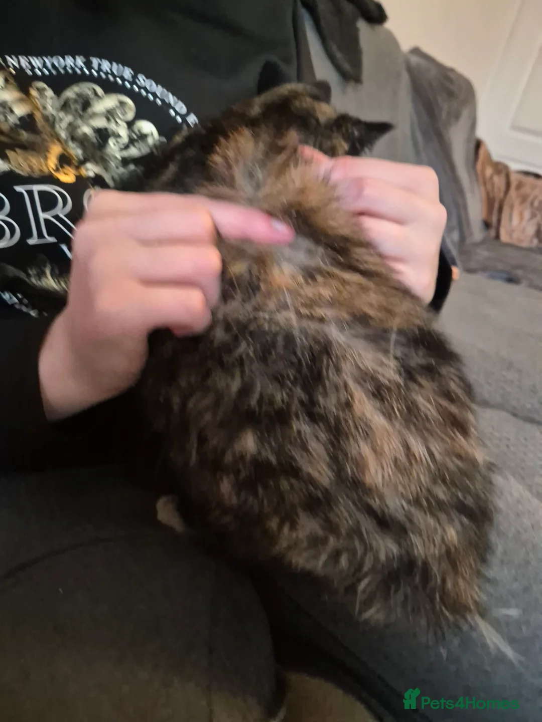 Selkirk Rex cats for sale: Pedigree tica reg black tortie neutered  - Advert 17