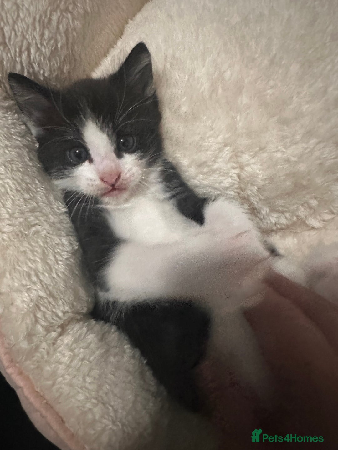 Mixed Breed cats for sale: Two Adorable Kittens Ready For New Home - Advert 7