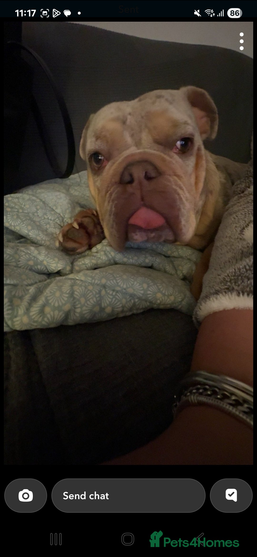 English Bulldog dogs for sale: English bulldog merle  - Advert 4