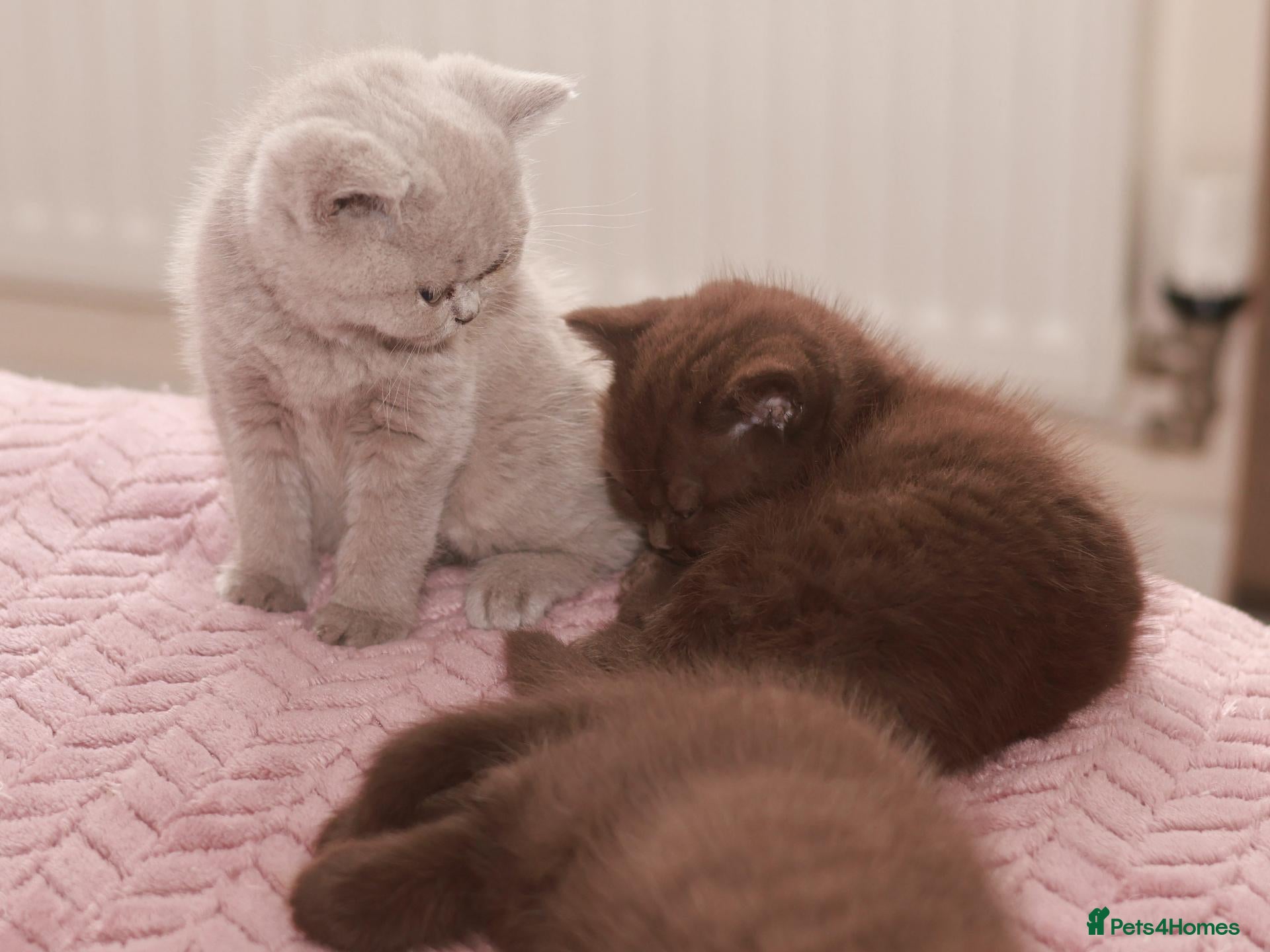 British Shorthair cats TICA Registerd Chocolate & Lilac - Advert 1