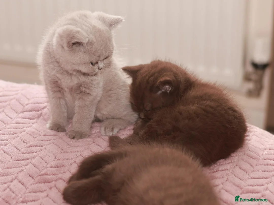 British Shorthair cats for sale: TICA Registerd Chocolate & Lilac - Advert 1