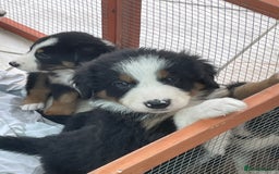 Bernese Mountain Dog dogs for sale: Beutiful boys and girl - Image 12