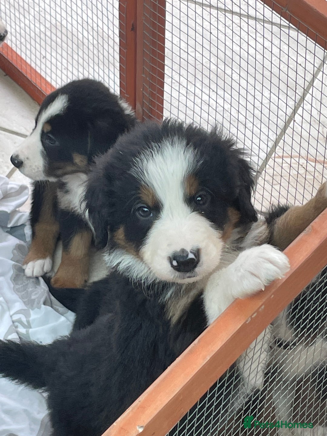 Bernese Mountain Dog dogs for sale: Beutiful boys and girl - Image 12