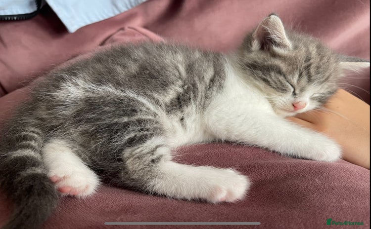 Mixed Breed cats - Advert 2