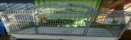 Budgerigars birds for sale: 4 budgies for sale with large cage in Lee-on-the-Solent - Advert 5