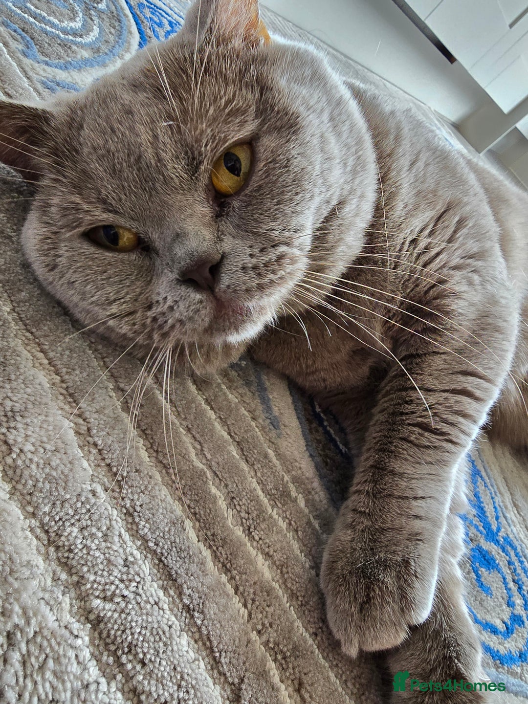 British Shorthair cats for sale: GCCF registered ACTIVE STUD british short hair - Advert 7