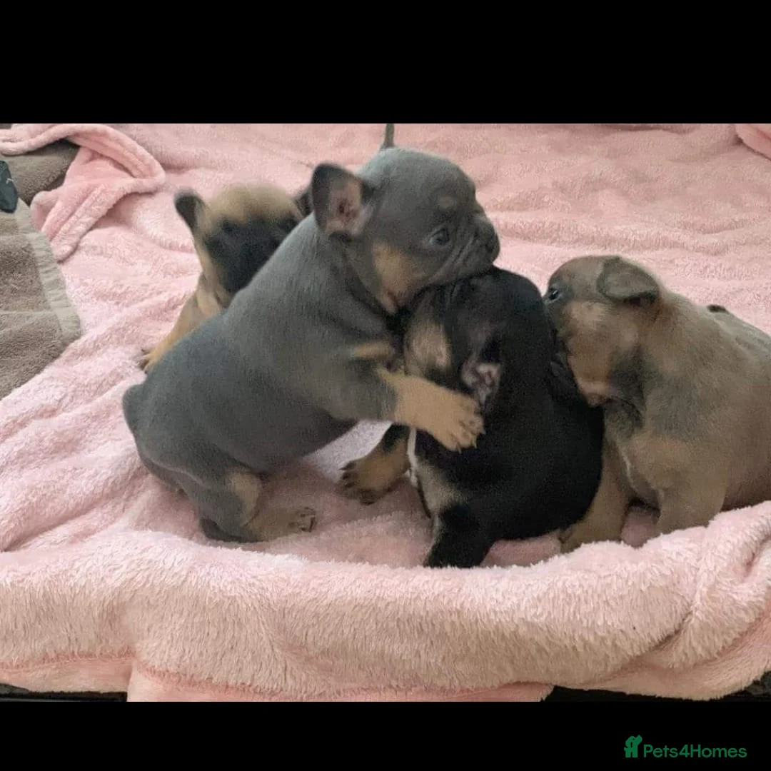 French Bulldog dogs for stud: Proven stud 🔥🔥 in Tipton - Advert 2