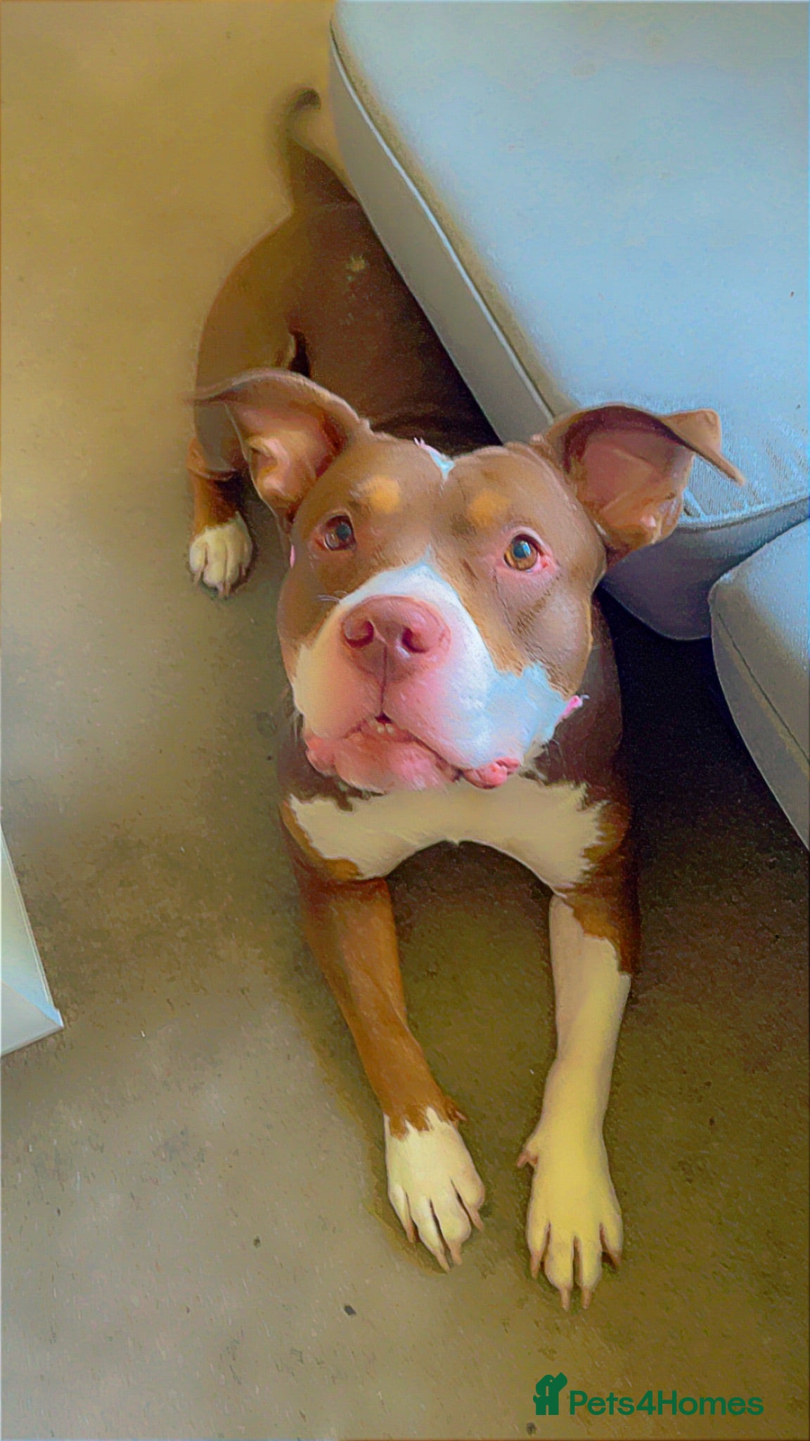 American Bully dogs Female American Bully  - Advert 1