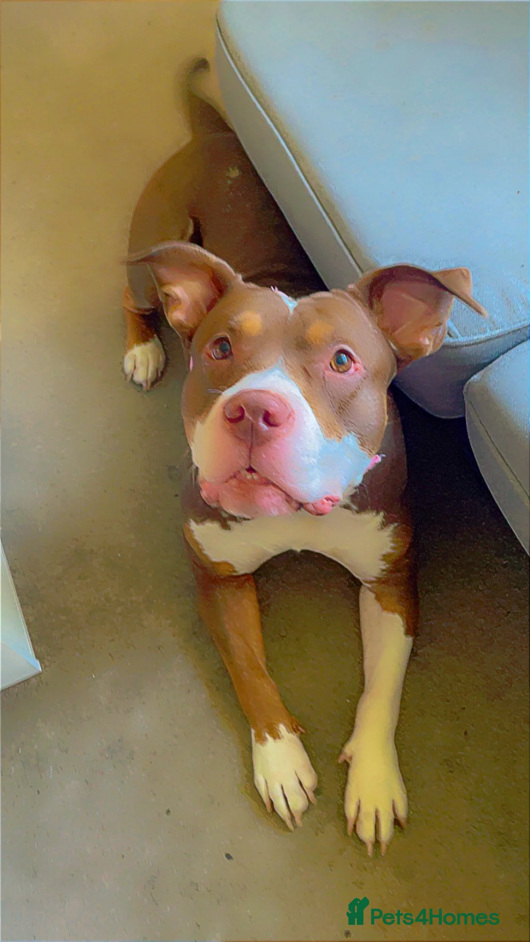 American Bully dogs for sale: Female American Bully  - Advert 1