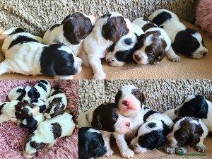 Cockapoo dogs Parti Roan F1 Cockapoos. Choc & Black. DNA Tested  - Advert 6