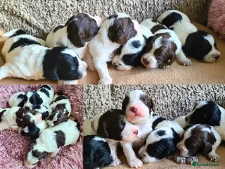 Cockapoo dogs Parti Roan F1 Cockapoos. Choc & Black. DNA Tested - Advert 6