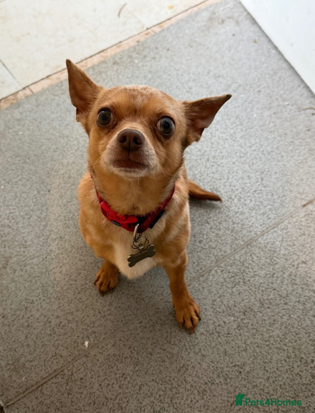 Mixed Breed dogs Buddy – Loving Chihuahua × Jack Russell - Advert 1