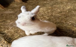 Netherland Dwarf rabbits for sale: Female Netherland dwarf - Image 2