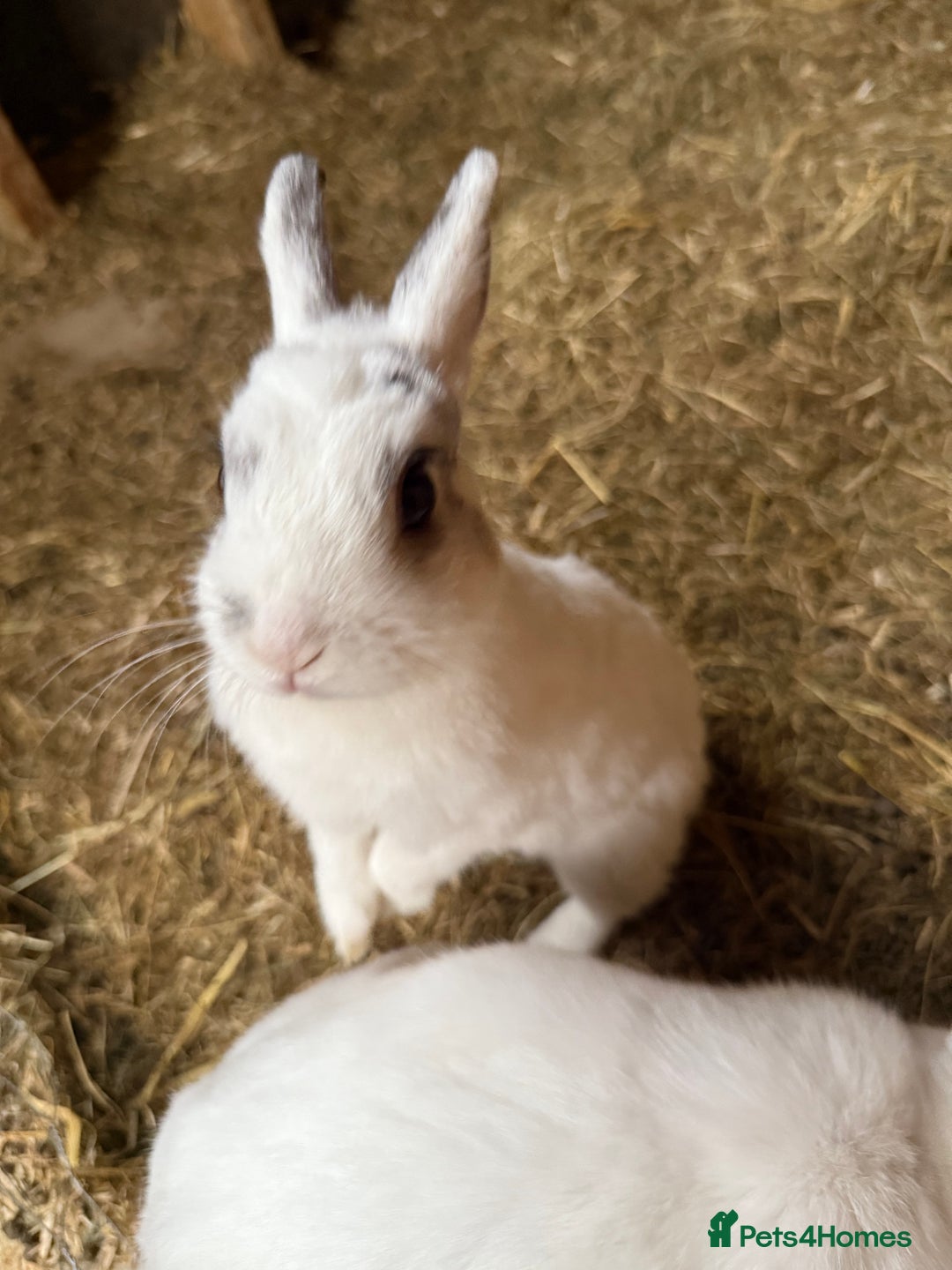 Netherland Dwarf rabbits for sale: Female Netherland dwarf - Image 2
