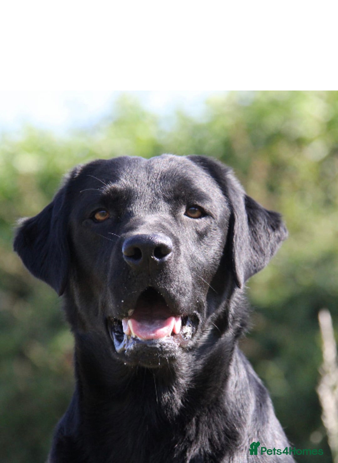 Labrador Retriever dogs for stud: stunning Labrador 0/0 hips 0/0 elbows  - Advert 9