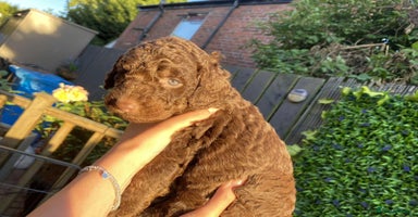 Australian Labradoodle dogs - Advert 12