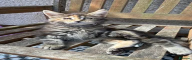 Maine Coon Kitten 4
