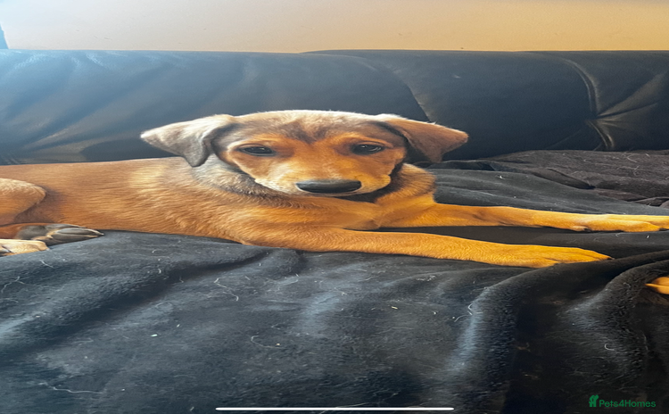 Dobermann dogs - Advert 1