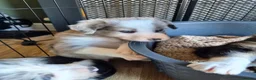 Mixed Breed dogs for sale: Beardie border x blue merle and tri coloured - Advert 19
