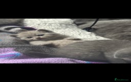 British Shorthair cats for sale: Britishshort hair kitten ready now - Image 10