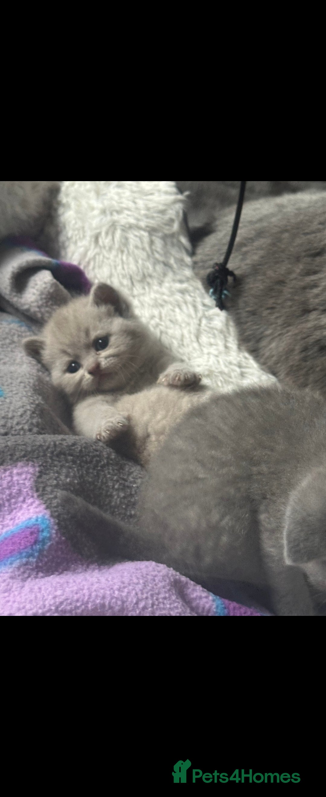 British Shorthair cats for sale: Britishshort hair kitten ready now - Image 10