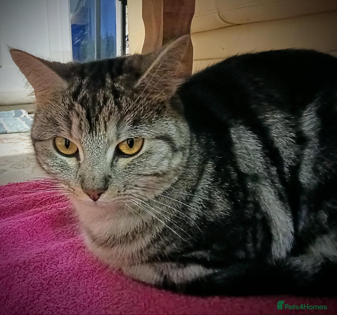 Mixed Breed cats for sale: Female silver tabby sisters - Advert 3