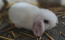 Mini Lop rabbits for sale: Minilops ready 30th August  - Image 4