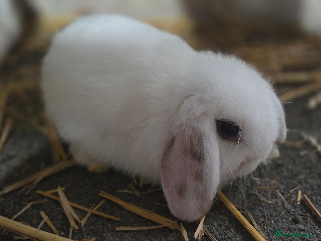 Mini Lop rabbits for sale: Minilops ready 30th August  - Image 4
