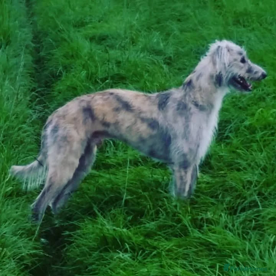 Mixed Breed dogs for adoption: Meet Merlin, currently residing in Cheshire  in Nantwich - Advert 3