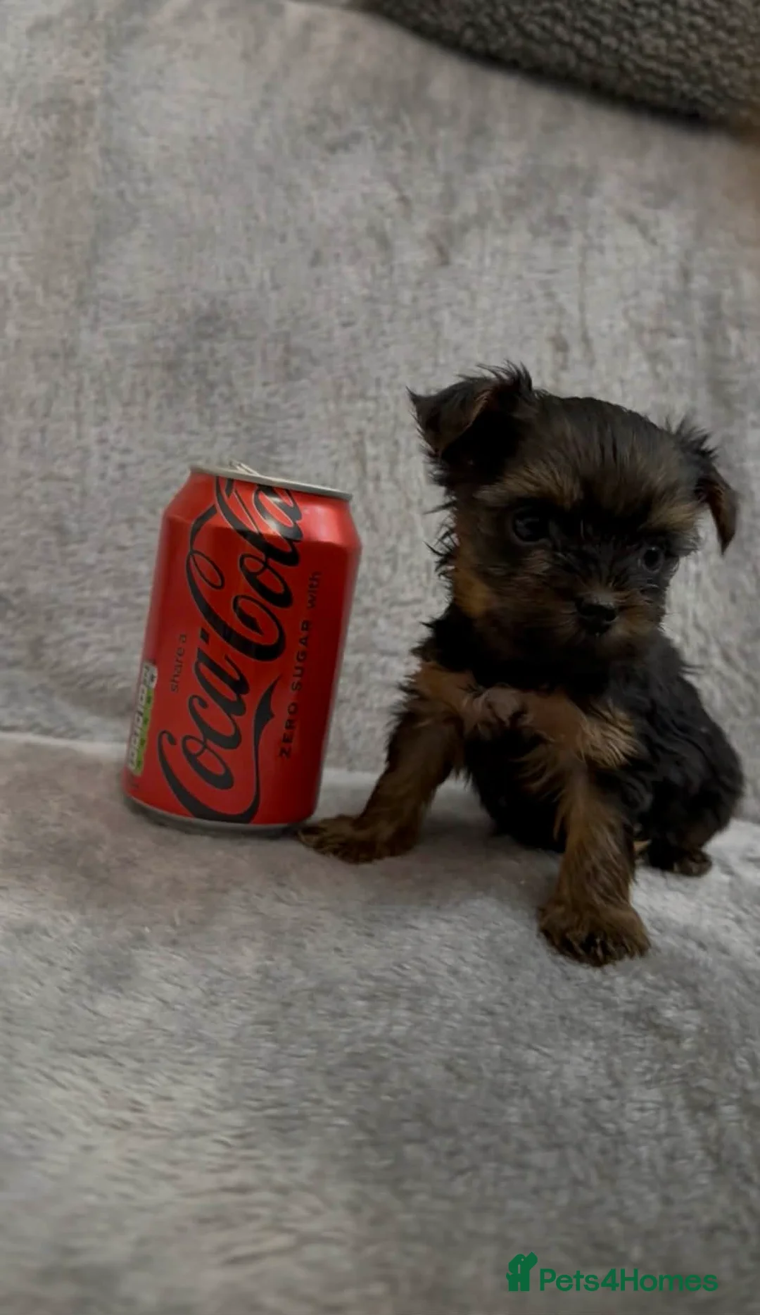 Yorkshire Terrier dogs for sale: Looking for a loving home🏠❤️ - Advert 2