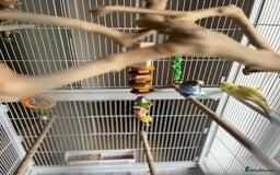 Budgerigars birds for sale: Budgie Pair and Supplies - Image 1