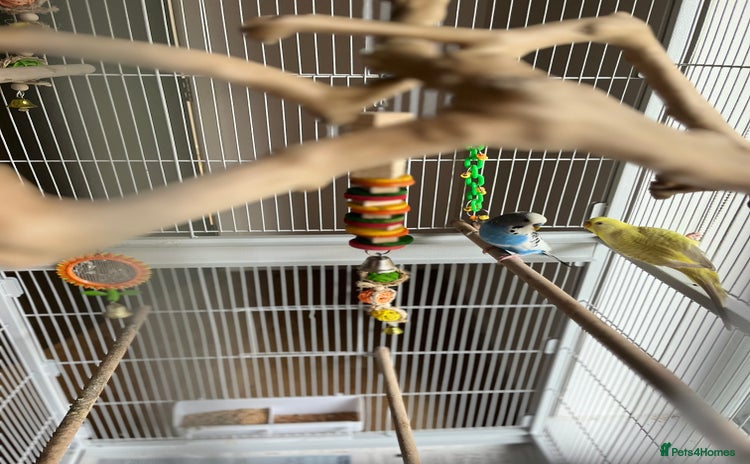 Budgerigars birds - Advert 1