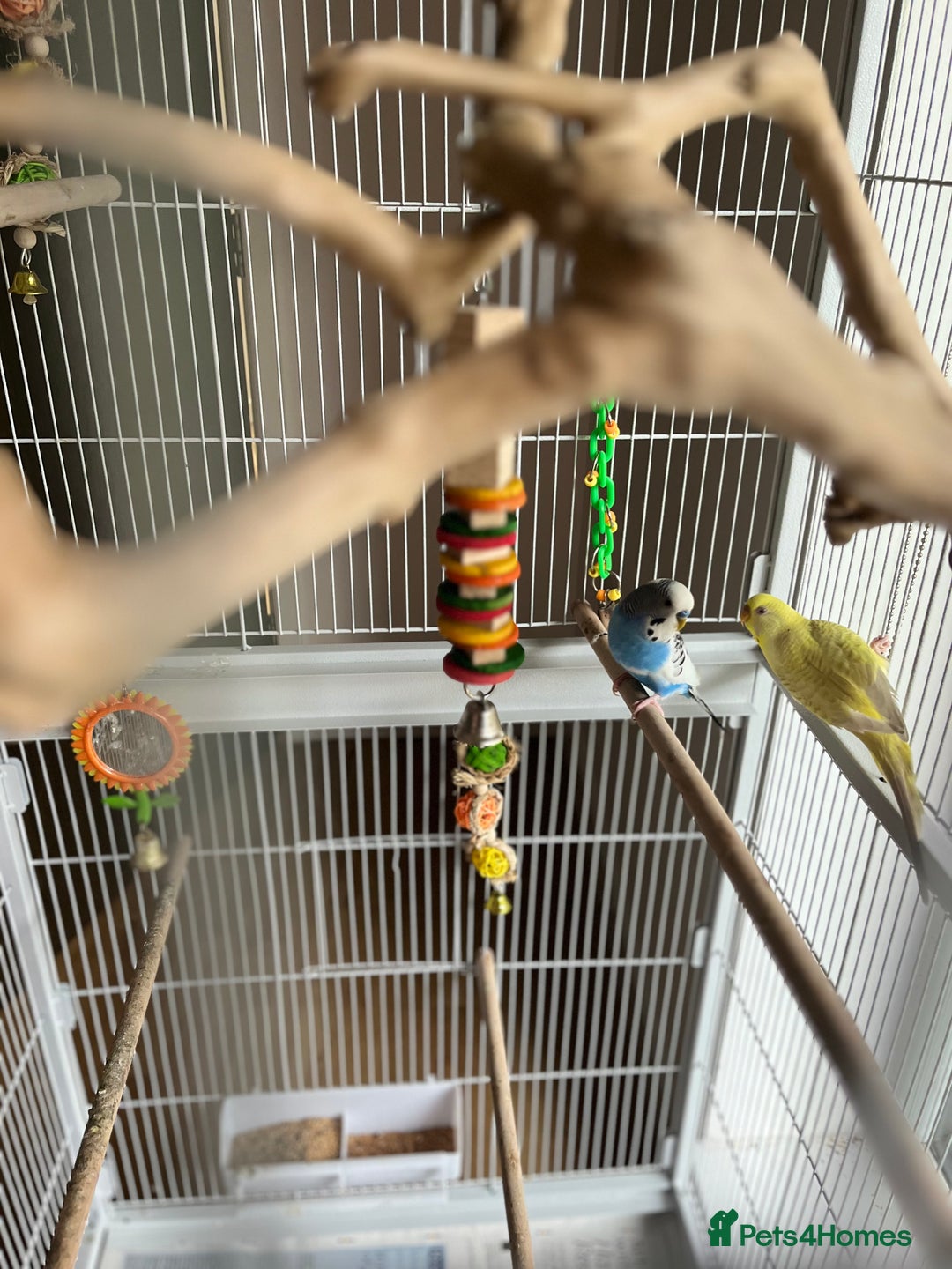 Budgerigars birds for sale: Budgie Pair and Supplies - Image 1
