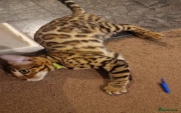 Bengal cats for sale:  🌟 Stunning Bengal Kittens  🌟 🥰🥰 - Image 7
