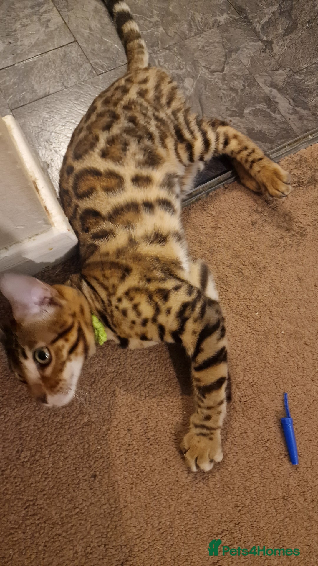 Bengal cats for sale:  🌟 Stunning Bengal Kittens  🌟 🥰🥰 - Image 7