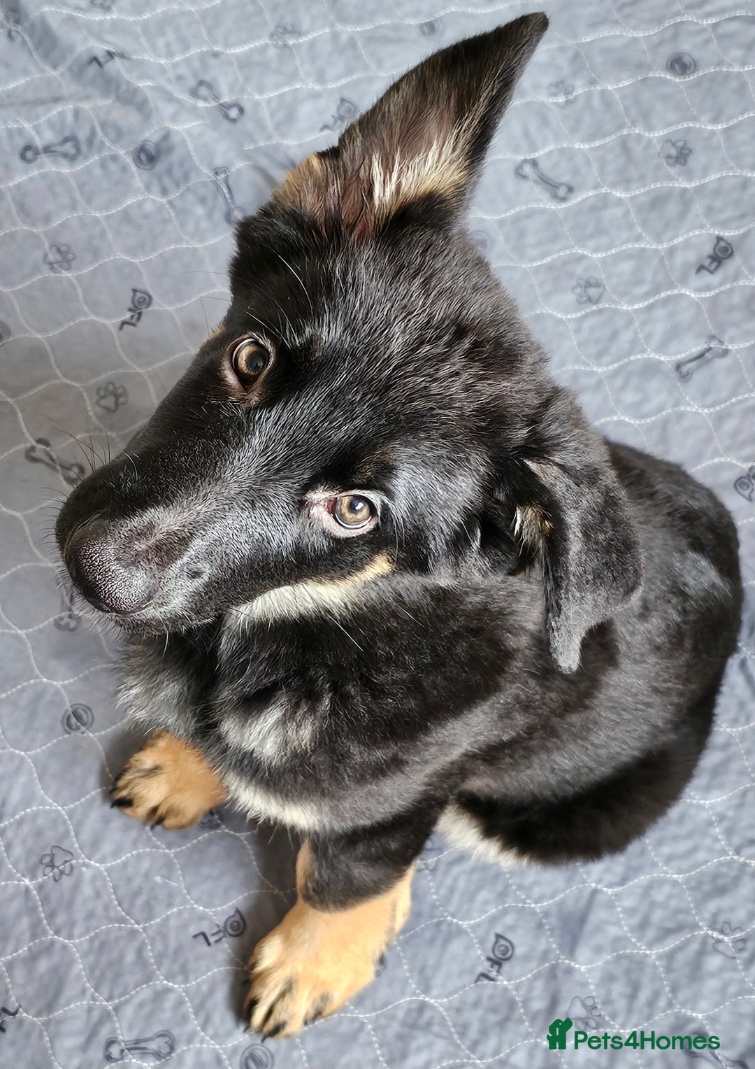 German Shepherd dogs for sale: 🔹️beautiful purebred straight back KC gsp's🔹️ - Image 6