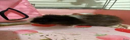 Guinea Pig rodents for sale: Guinea pigs 3  - Advert 2